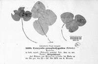 Urocystis anemones image